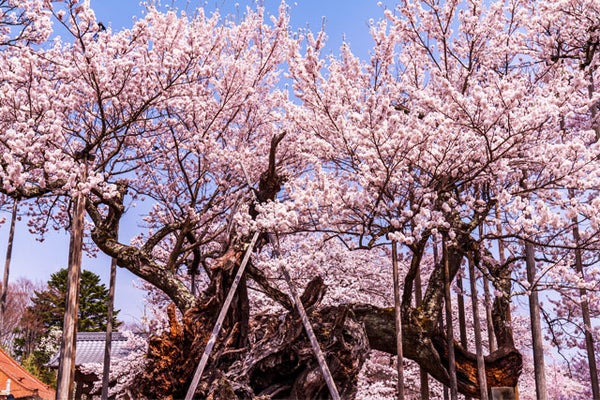 【新宿発】桜と桃のダブルお花見絶景ツアー!日本三大桜「山高神代桜」&山梨桃源郷をめぐる!さらに旬のいちご狩り食べ放題にカニ尽くしの昼食まで大満足プラン♪絶景とグルメの日帰りバス旅3